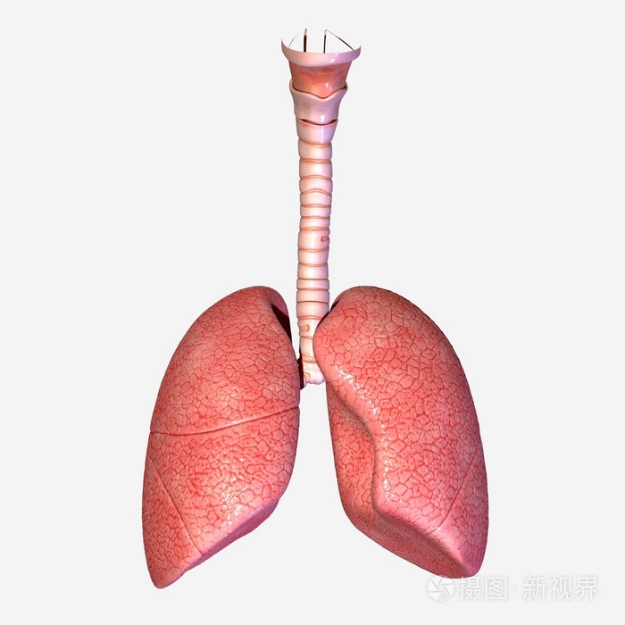 人类的肺照片-正版商用图片06vpgv-摄图新视界