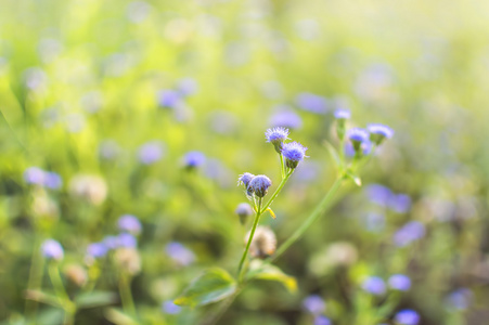 野生草