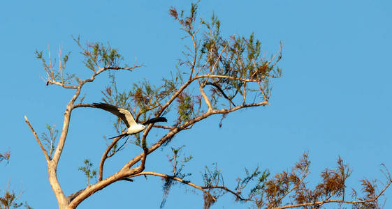 燕子尾风筝收集西班牙苔藓筑巢图片