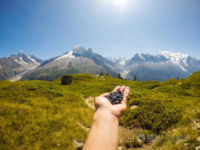 游客的手拿着新摘的蓝莓法国
