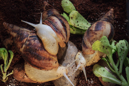 花园蜗牛小蜗牛, 大蜗牛是照顾小一个