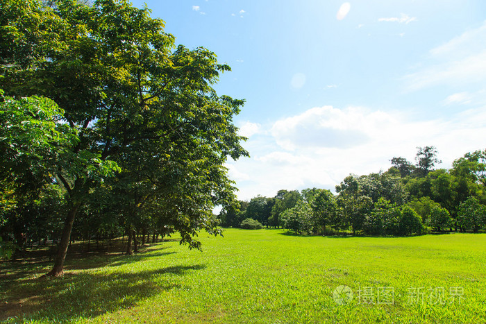 树木和草坪的绿色公园