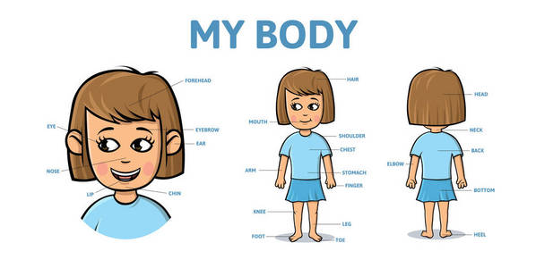 动画片女孩身体与描述.平面矢量图示, 水平照片