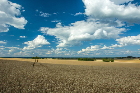 谷物树木和白云的田野