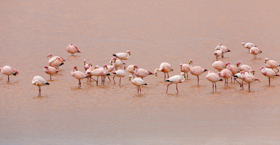 bolivia.lagoons 与粉红色的火烈鸟的性质