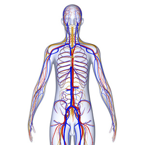 中枢神经系统照片