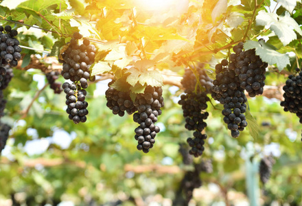 太阳下的葡萄藤照片