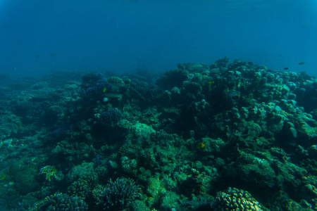 热带珊瑚礁和鱼类, 海洋生物。海底海洋或海洋