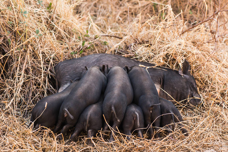 小野小猪在大自然中哺乳母亲图片