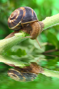 蜗牛爬行，在植物与水和反射