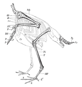 此图表示龙骨状突起鸟的四肢和尾巴的骨架, 复古线条画或雕刻插图
