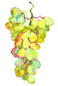 水彩形象的串绿葡萄