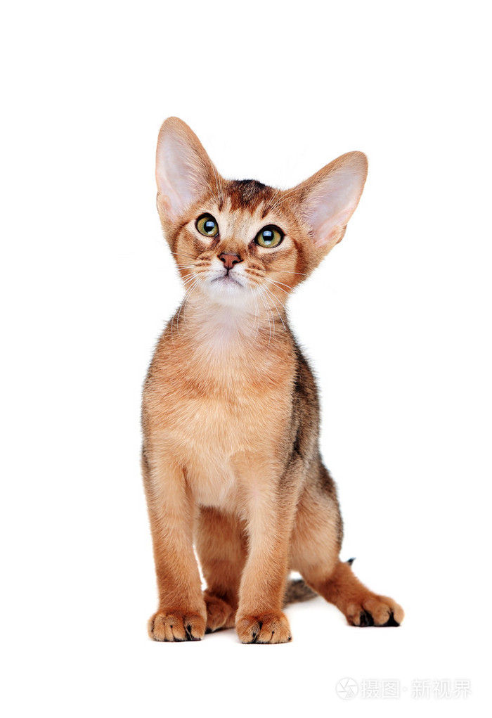 白阿比西尼亚猫特写肖像