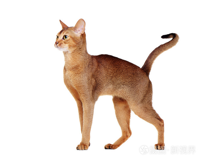 阿比西尼亚猫侧面视图肖像