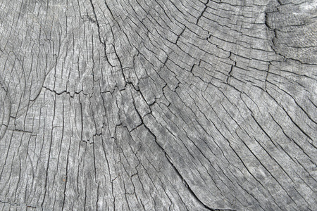 老树树桩自然浅灰色纹理背景图片