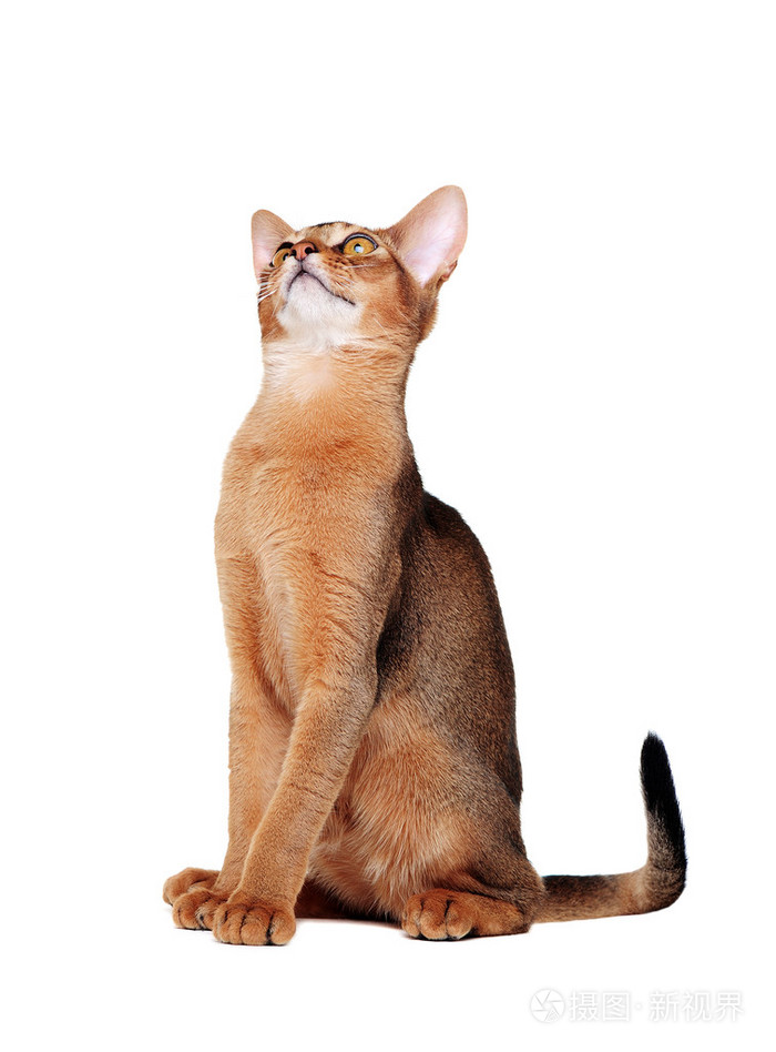 坐在成人的阿比西尼亚猫抬头侧面肖像