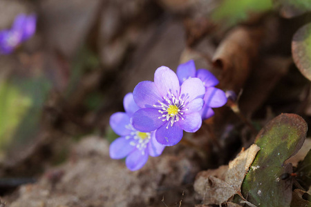 蓝花肝鳙也常见肝苔kidneywortpennywort海葵肝