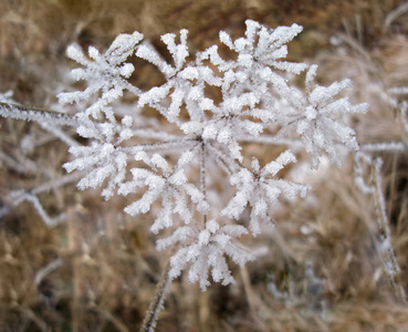 冰雪覆盖的冰冻植物心形