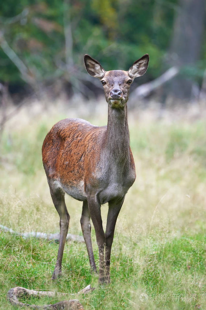 在其自然栖息地休息的雌性红鹿