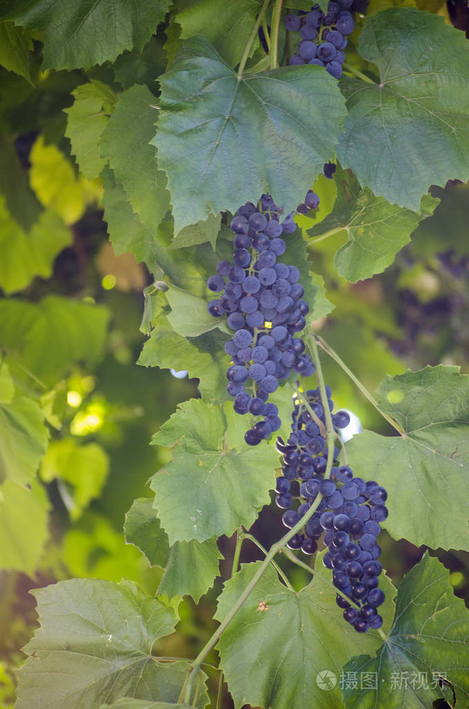 日落时藤蔓上的深蓝色成熟葡萄