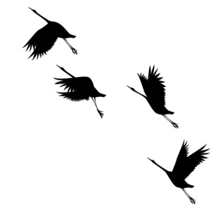 剪影 birds.vector 图