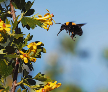 大黄蜂在天空的花园里飞向黄色的花朵