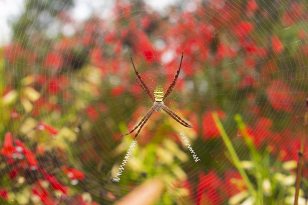 蜘蛛网上的特写蜘蛛, 蜘蛛特写, 红花模糊背景