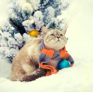 猫的画像, 佩带的围巾, 室外在下雪的冬天在冷杉附近树