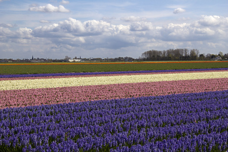 在荷兰 flowerfield