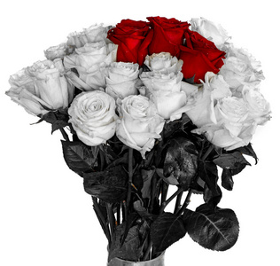 红色玫瑰在隔绝的背景颜色没有背景, 明亮多汁的玫瑰色
