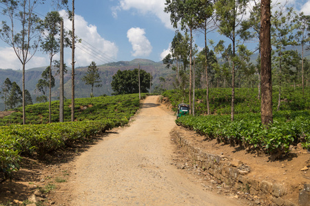 在斯里兰卡的茶叶种植园