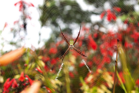 网络上的特写蜘蛛, 蜘蛛特写, 花背景