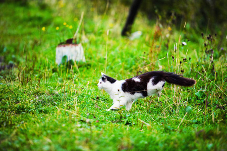 猎猫跳过草