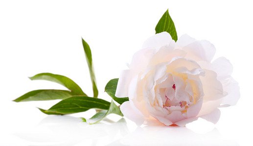 美丽的白牡丹的花,白色衬底上分离照片