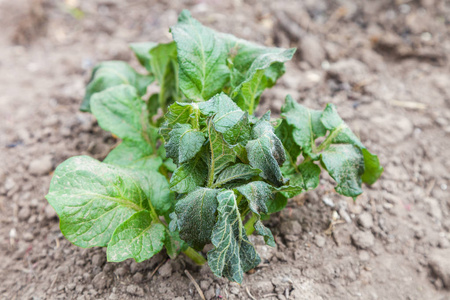 剪影对马铃薯植株生长周期的研究马铃薯植物生长周期土豆芽苗菜农业