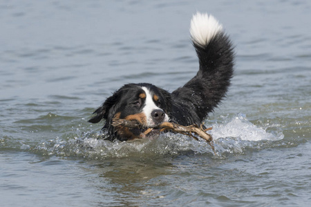 bernese 山狗在水中