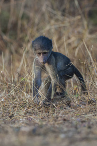 野生的狒狒猴子, 非洲