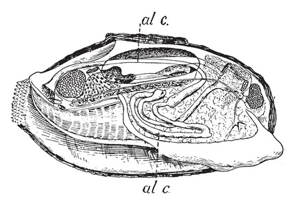贻贝是常见的名称, 用于几个家庭成员的双壳软体动物, 复古线条画或雕刻插图