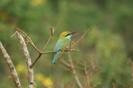 Grner BienenEsser Vogel