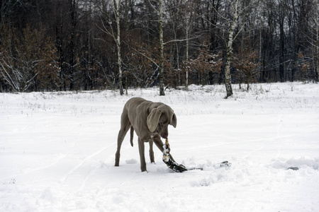 快乐的 weimaraner 狗用棍子在他的嘴里奔跑