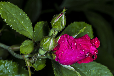 上红玫瑰的雨图片
