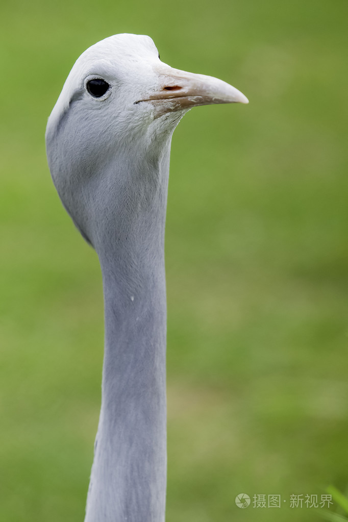 蓝鹤的头转向一侧