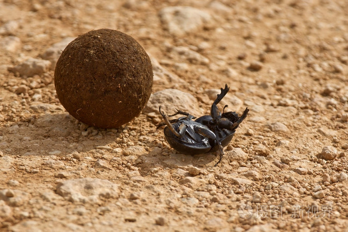 蜣螂在它背上