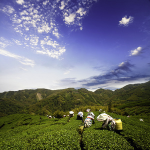 茶花园图片