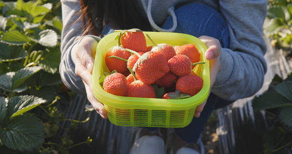 在田间举行草莓收割的妇女