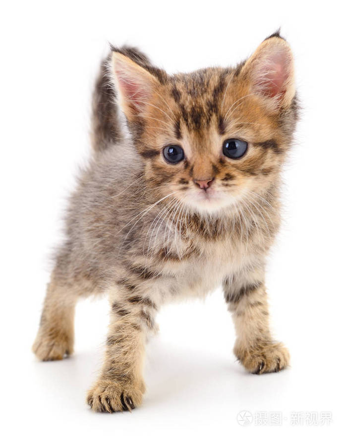 白色背景上孤立的小褐色小猫