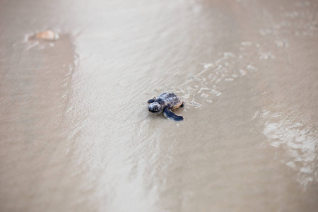 海龟孵化后, 他们的方式到水