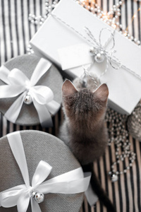 灰色小猫在礼品盒上触摸圣诞球