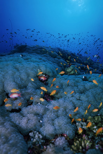 热带小鱼群 Pseudanthias squamipinnis 和软珊瑚