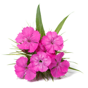 石竹 barbatus 粉色的花朵上白色特写孤立